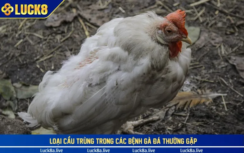 Loại cầu trùng cực kỳ nghiêm trọng