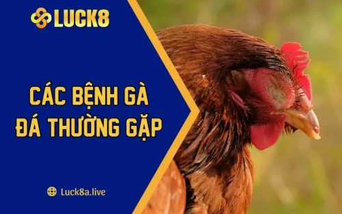 Các Bệnh Gà Đá Thường Gặp - Cách Phòng Tránh Đơn Giản