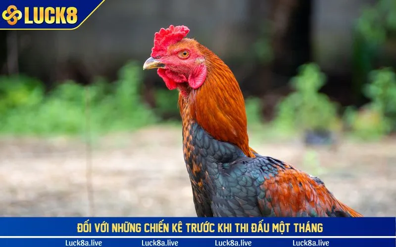 Nguồn thức ăn dành cho chiến kê trước 1 tháng thi đấu