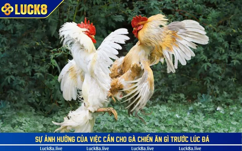 Tầm quan trọng của việc cho gà chiến ăn gì trước lúc đá