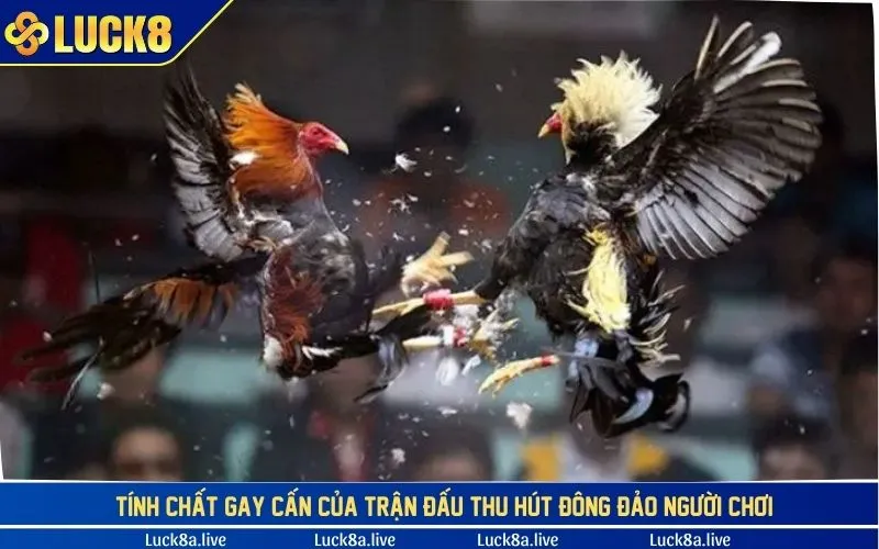 Đá gà cựa sắt gay cấn thu hút đông đảo thành viên LUCK8