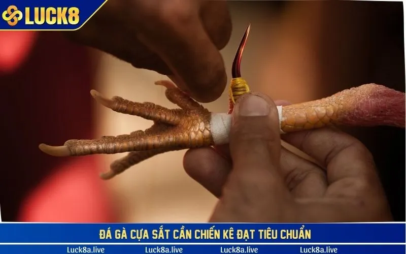 Trận đấu đá gà cựa sắt cần có chiến kê đạt tiêu chuẩn