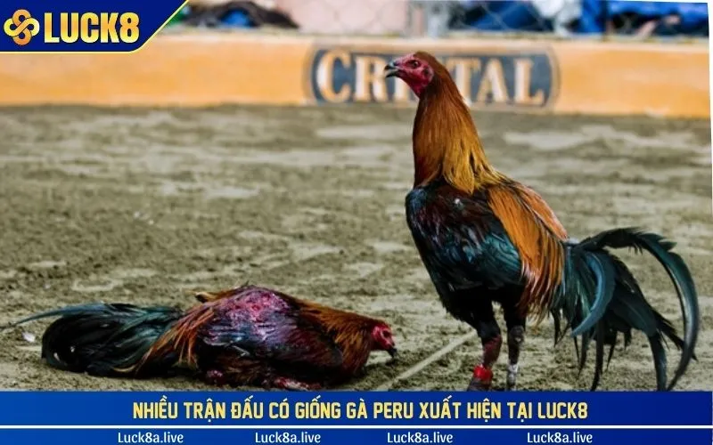 Nhiều trận đấu tại LUCK8 xuất hiện giống gà Peru